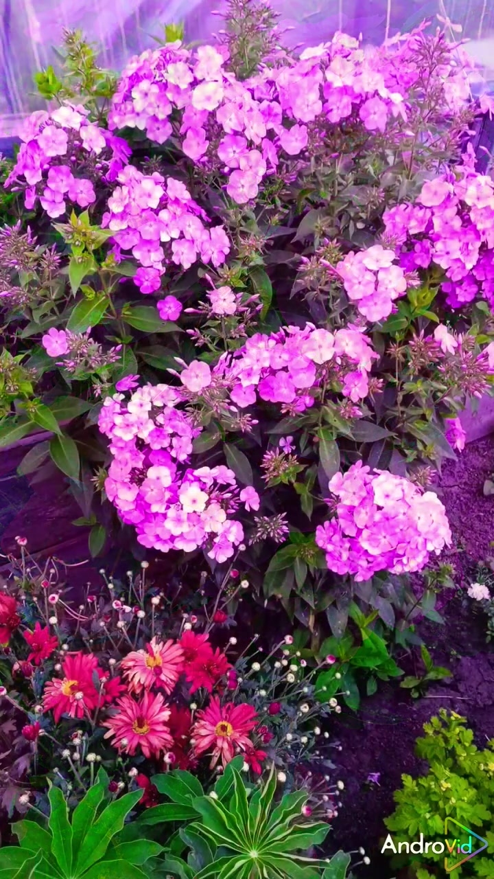 Вальс цветов! Всем, добра и красоты!🌹 09-05-2026