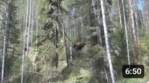 МЕДВЕДЬ бежал на меня СЗАДИ со СПИНЫ Я Встал РАЗДВИНУЛ ШИРОКО РУКИ Тайга Рыбалка Охота Сибирь
