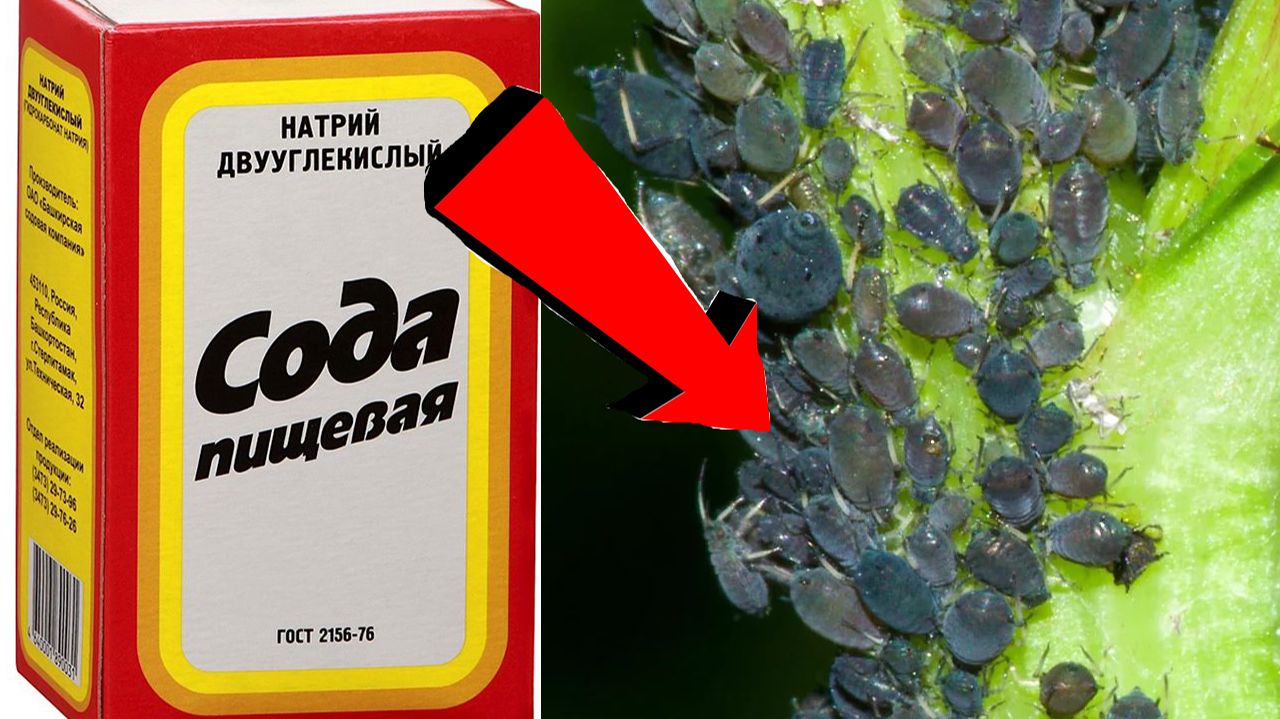 Как избавиться от тли За 3 Секунды!!!