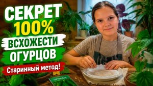 Секрет 100% всхожести огурцов! 🌱 Часть 1: Проращивание семян