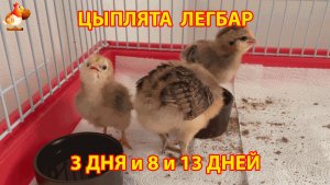 Цыплята Легбар 3, 8 и 13 дней живут вместе в клетке