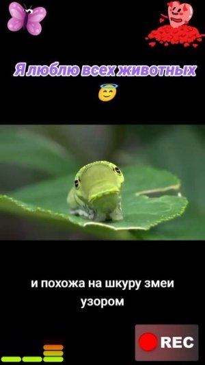 Животных приколы и не только😅