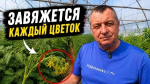 ХВАТИТ получать пустоцвет! 1 капля ЭТОГО даст плодам идеальный носик томата»