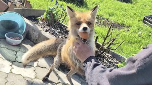 (1268) Лиса приходит в гости . Май 2026