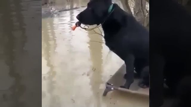 Был бы у меня такой пёс, я бы с ним и на охоту ходил, и на рыбалку