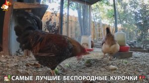 Цыплята и Курочки селяночки лучшие беспородные несушки 🥚 (474)