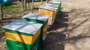 Пчелопакеты