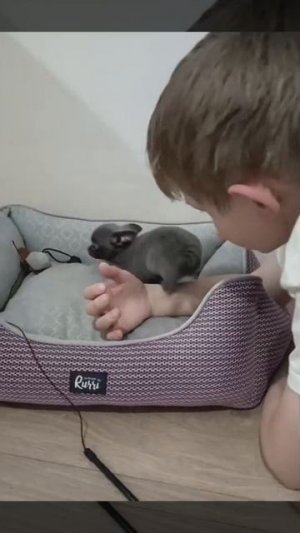 Голубая девочка чихуахуа, 2 мес, свободна