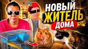 Наш новый член семьи. Иришка Чики Пики завела нового питомца