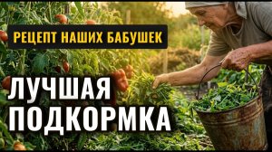 Не выбрасывайте золото в мусор 3 способа сделать мощное удобрение из травы