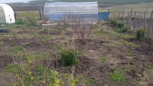 Высадили барбарис и голубику. закончили летний загон для птиц.