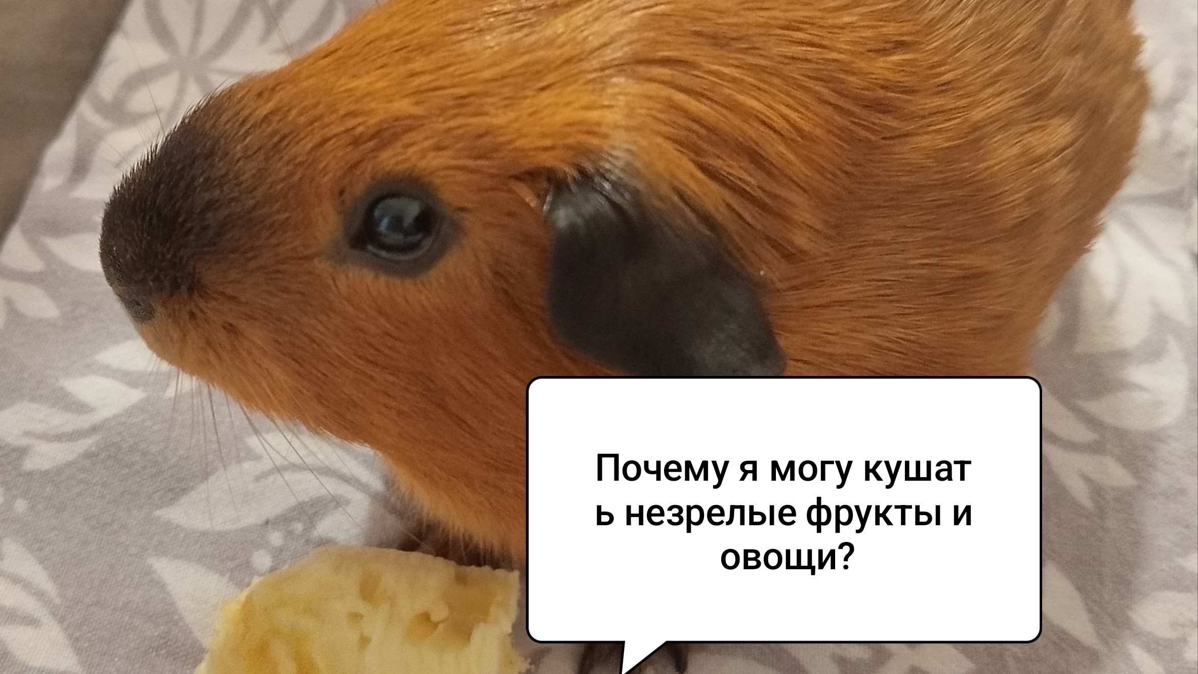 ПОЧЕМУ МОРСКАЯ СВИНКА МОЖЕТ ЕСТЬ НЕСПЕЛЫЕ ОВОЩИ и ФРУКТЫ?/Морская Свинка Орешек