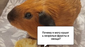 ПОЧЕМУ МОРСКАЯ СВИНКА МОЖЕТ ЕСТЬ НЕСПЕЛЫЕ ОВОЩИ и ФРУКТЫ?/Морская Свинка Орешек