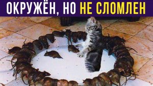 ОКРУЖЁН, НО НЕ СЛОМЛЕН) Приколы с котами
