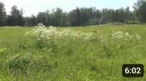 Осторожно!!! Борщевик и чем отличаются Борщевик от Пучки Сибирского борщевика Жабрица порезниковая