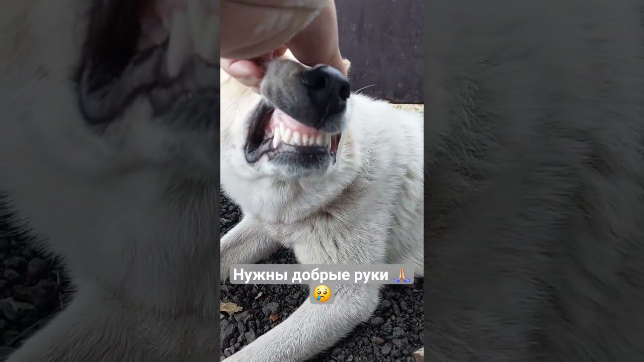 Ему нужен дом  #собака #бездомныесобаки #животные #помощь_животным