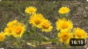 Лекарственные травы. Зверобой. Чабрец. Шалфей. Herbs. St. John's wort. Thyme. Sage.