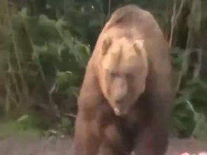 Гигантский МЕДВЕДЬ-ЛЮДОЕД Охота и Рыбалка 2026 в Тайге