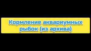 Кормление аквариумных рыбок (из архива)