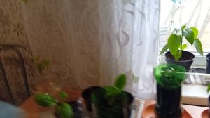 Рассада 🌱 2026 г.
