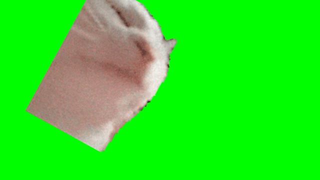 котик бежит футаж