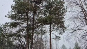 Снег  пошел нн 9 мая, С праздником Победы всех, нашей Победы