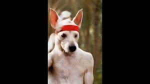 Ван Дамм с напарником