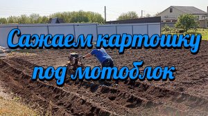 Посадка картошки под мотоблок.