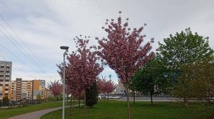 09-05-2026