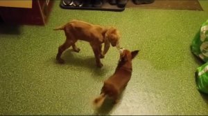 Собака и новорождённый котёнок