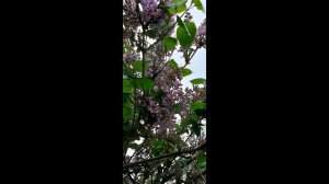 краски весны