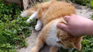 Отдыхаем в деревне 🏠🌞 Гуси 🪿 куры 🐔🐓 утки 🦆 рыжий кот Фокс 🐱 хозяюшка Лапа и волкодав Ева 🐈