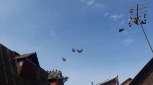Николаевские голуби три молодых
