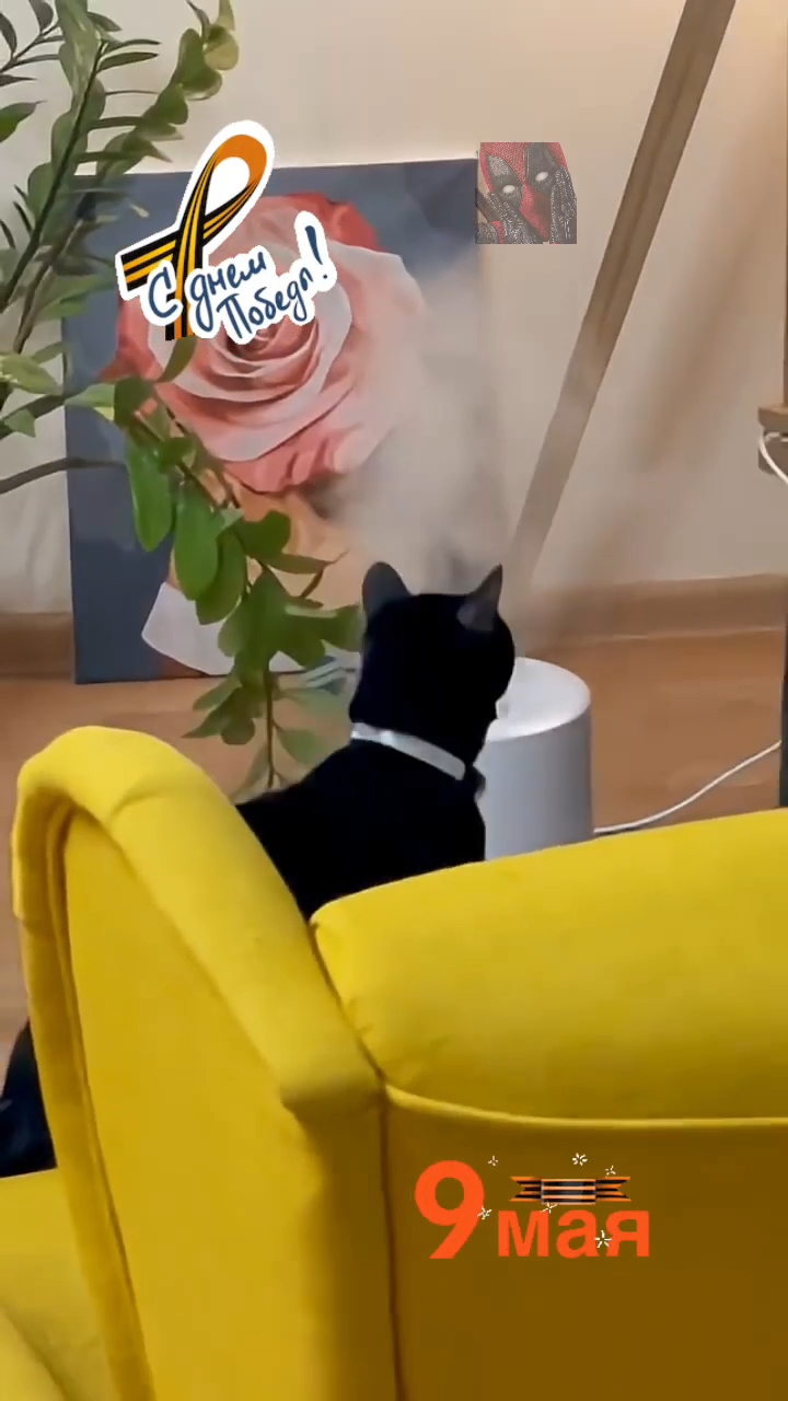 С праздником Великой Победы дорогие Друзья 😎🫶😼