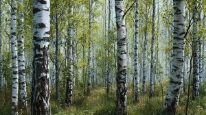 Берёзовая роща летним утром 4K — звуки природы, птицы и ветер (2 часа)
