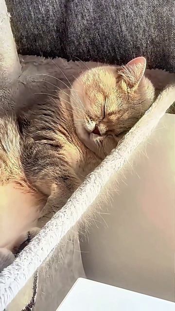 котикам что-то снится