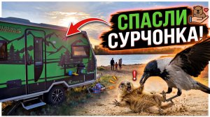 ❗Малыш-сурок в нашем АВТОДОМЕ❗ (Астраханская область)