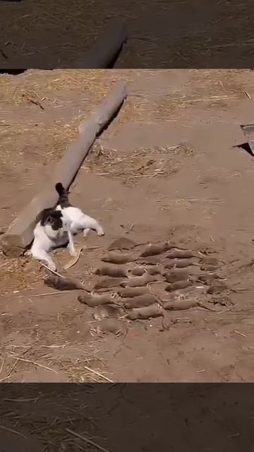 Хороший охотник