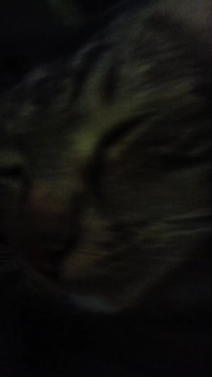 сижу с котом