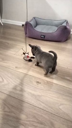 Свободна девочка чихуа