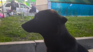 я гуляю