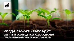 Когда сажать рассаду? Опытный садовод рассказала, на что ориентироваться в первую очередь