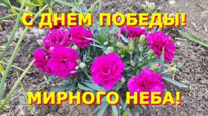 73. Переехали на Юг.одну щипали другого стригли.