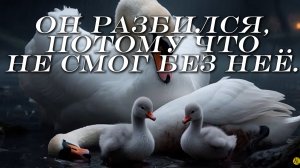 🦢 Лебединая верность