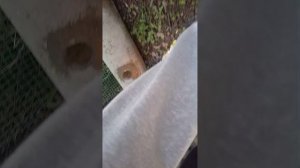 обзор на новых утят в совхозе, в мае😱😱