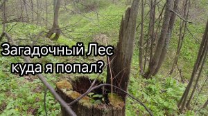 Мистика в лесу. Заблудился! Медведь испортил видеокамеру.