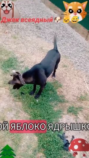 Джек всеядный🐶 🐱😅