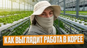 КАК ВЫЖИВАЕТ РУССКОЯЗЫЧНАЯ МОЛОДЕЖЬ В ЮЖНОЙ КОРЕЕ: КАК Я ПОЕХАЛ НА АРБАЙТ В ЮЖНОЙ КОРЕЕ