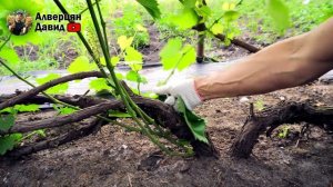 Растущие побеги от головы куста - удалять или нет? ✂️ ( 24.06.2023 ) (Видеоблог Давида Алверцяна)