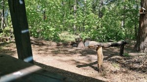 Дятель пьёт.mp4